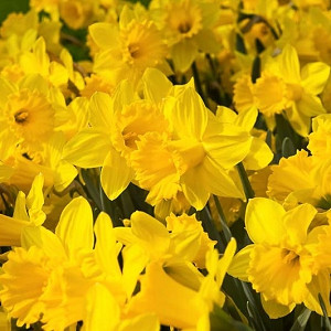 Trumpet Narcissus, Trumpet Daffodils, Daffodil Mount Hood, Daffodil Topolino, Daffodil Dutch Master, Daffodil Cotinga,Spring Bulbs, Spring bloom